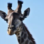 optimisez la performance de votre navigateur safari en apprenant à vider le cache. suivez notre guide simple pour libérer de l'espace, améliorer la vitesse de navigation et résoudre les problèmes d'affichage des pages web.