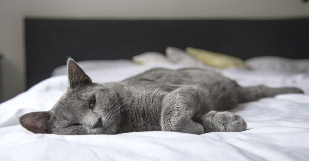 découvrez comment optimiser vos paramètres de sommeil pour améliorer la qualité de votre repos. apprenez à ajuster les réglages de votre appareil afin de favoriser une meilleure nuit de sommeil et un réveil en pleine forme.