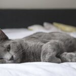 Et si vous redéfinissiez la mise en veille de votre Mac : quel serait le temps idéal ? découvrez comment optimiser vos paramètres de sommeil pour améliorer la qualité de votre repos. apprenez à ajuster les réglages de votre appareil afin de favoriser une meilleure nuit de sommeil et un réveil en pleine forme.