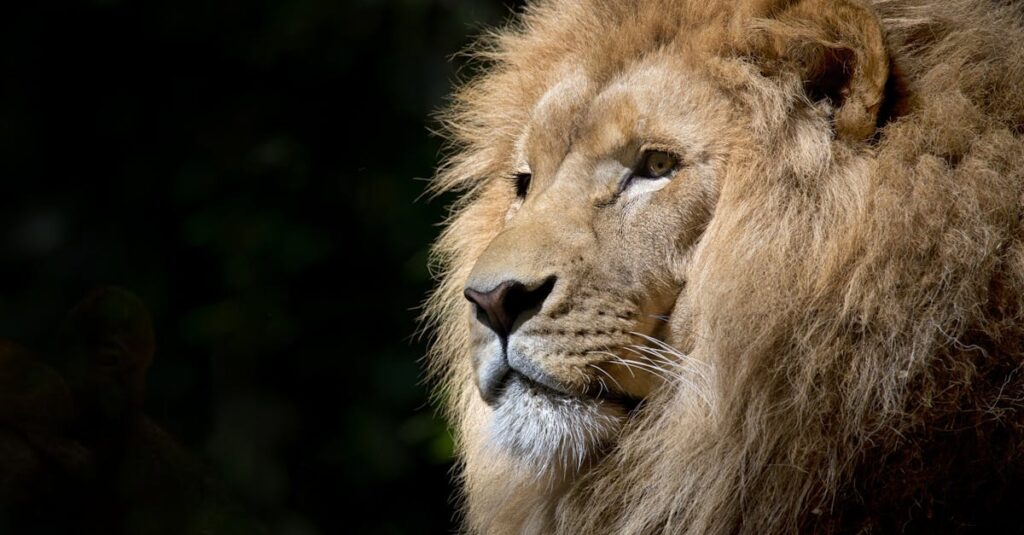découvrez l'aventure ultime en safari, où la faune sauvage prend vie devant vos yeux. explorez des paysages époustouflants, observez des animaux fascinants dans leur habitat naturel et vivez des moments inoubliables en pleine nature.