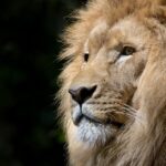 Peut-on vraiment se passer de Safari sur Mac ? Découvrez trois méthodes simples ! découvrez l'aventure ultime en safari, où la faune sauvage prend vie devant vos yeux. explorez des paysages époustouflants, observez des animaux fascinants dans leur habitat naturel et vivez des moments inoubliables en pleine nature.