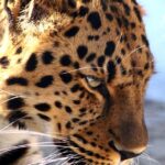 Pourquoi Safari se ferme-t-il inopinément sur Mac et comment y remédier ? découvrez comment résoudre les problèmes de plantage de safari pour optimiser votre navigation sur internet. suivez nos conseils pratiques pour identifier les causes et rétablir la stabilité de votre navigateur.