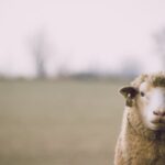 découvrez tout ce qu'il faut savoir sur la ram, sa fonction dans les systèmes informatiques, les différents types, et comment elle influence les performances de votre appareil. apprenez à choisir la meilleure ram pour vos besoins!