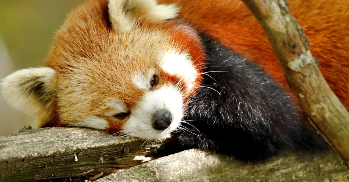 découvrez comment gérer et vider le cache de firefox pour optimiser votre expérience de navigation. apprenez à résoudre les problèmes de chargement des pages et à protéger votre vie privée en effaçant les données stockées.
