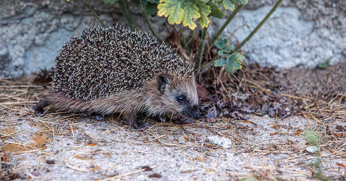 découvrez le phénomène fascinant de l'hibernation, une stratégie adaptative qui permet à de nombreux animaux de survivre aux rigueurs de l'hiver. apprenez comment ces créatures réduisent leur métabolisme, leurs habitudes alimentaires et leurs comportements pour traverser la période froide en toute sécurité.