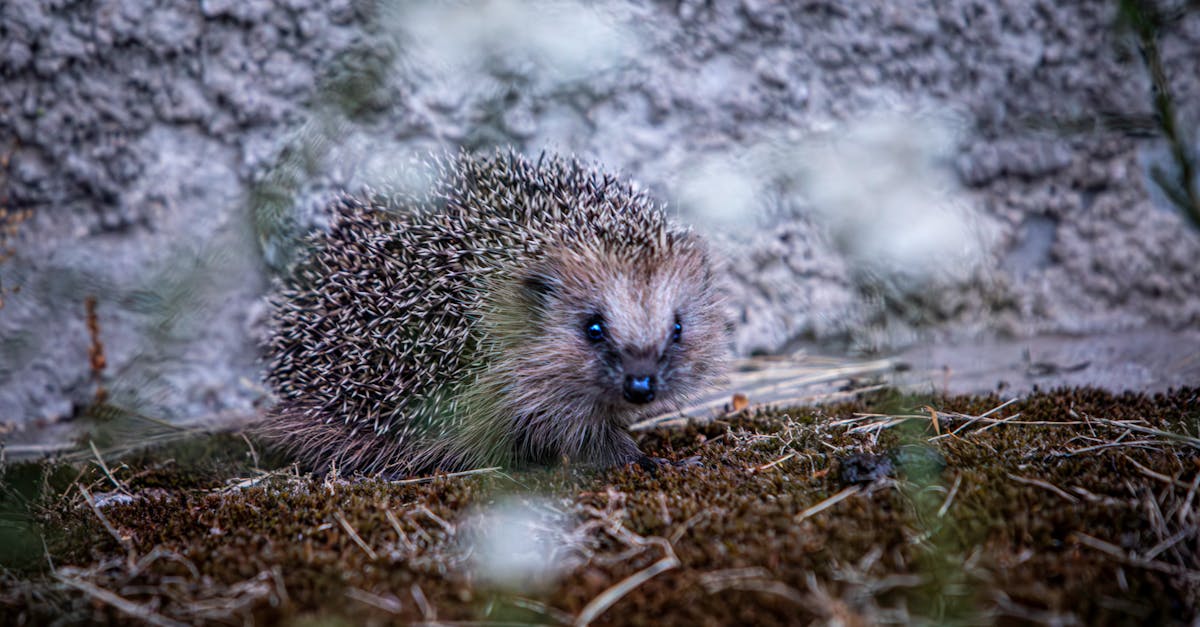 découvrez le phénomène fascinant de l'hibernation : comment les animaux se préparent pour l'hiver, les mécanismes biologiques en jeu et l'importance de ce processus pour la survie des espèces. explorez les différentes stratégies d'hibernation et leur impact sur l'écosystème.