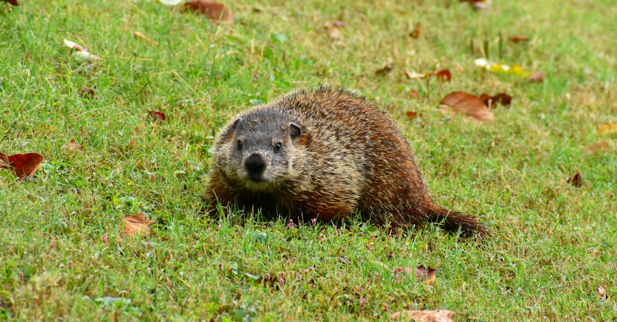 découvrez le fascinant processus de l'hibernation, une stratégie adaptative qui permet à certains animaux de survivre aux conditions climatiques rigoureuses. apprenez-en plus sur les espèces qui hibernent, les mécanismes biologiques en jeu et l'impact du changement climatique sur cette incroyable capacité de sommeil prolongé.