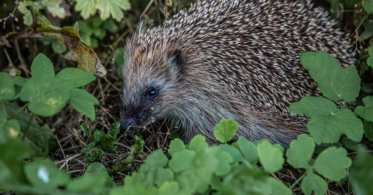 découvrez le phénomène fascinant de l'hibernation, un adaptabilité unique parmi les animaux qui leur permet de survivre aux rigueurs de l'hiver. apprenez comment ces créatures s'économisent en énergie, les mécanismes biologiques derrière ce processus, et son importance dans l'écosystème.