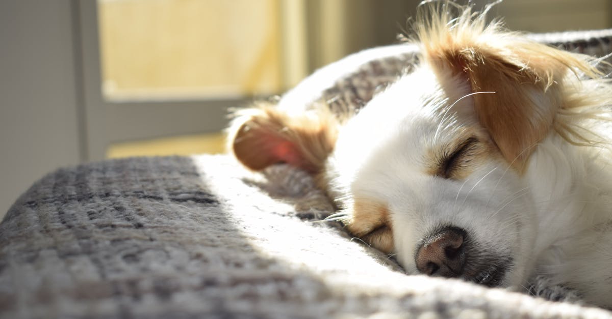 découvrez des astuces et des conseils pratiques pour éviter les troubles du sommeil et profiter d'une nuit reposante. apprenez à créer un environnement propice au sommeil et à adopter des habitudes saines pour améliorer la qualité de votre repos.