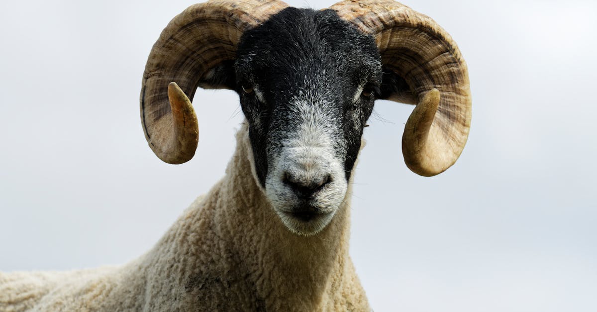 découvrez comment améliorer les performances de votre ordinateur avec un upgrade de ram. suivez nos conseils pour choisir la bonne mémoire et installée facilement pour des résultats optimaux.