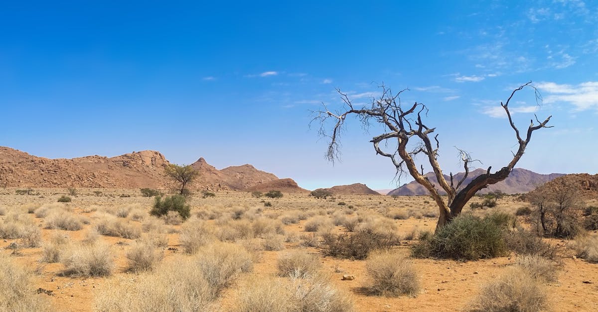 partez à l'aventure avec notre safari inoubliable, découvrez la faune majestueuse et les paysages enchanteurs d'afrique. émerveillez-vous devant les lions, éléphants et autres animaux sauvages dans leur habitat naturel. réservez votre expérience unique dès aujourd'hui !