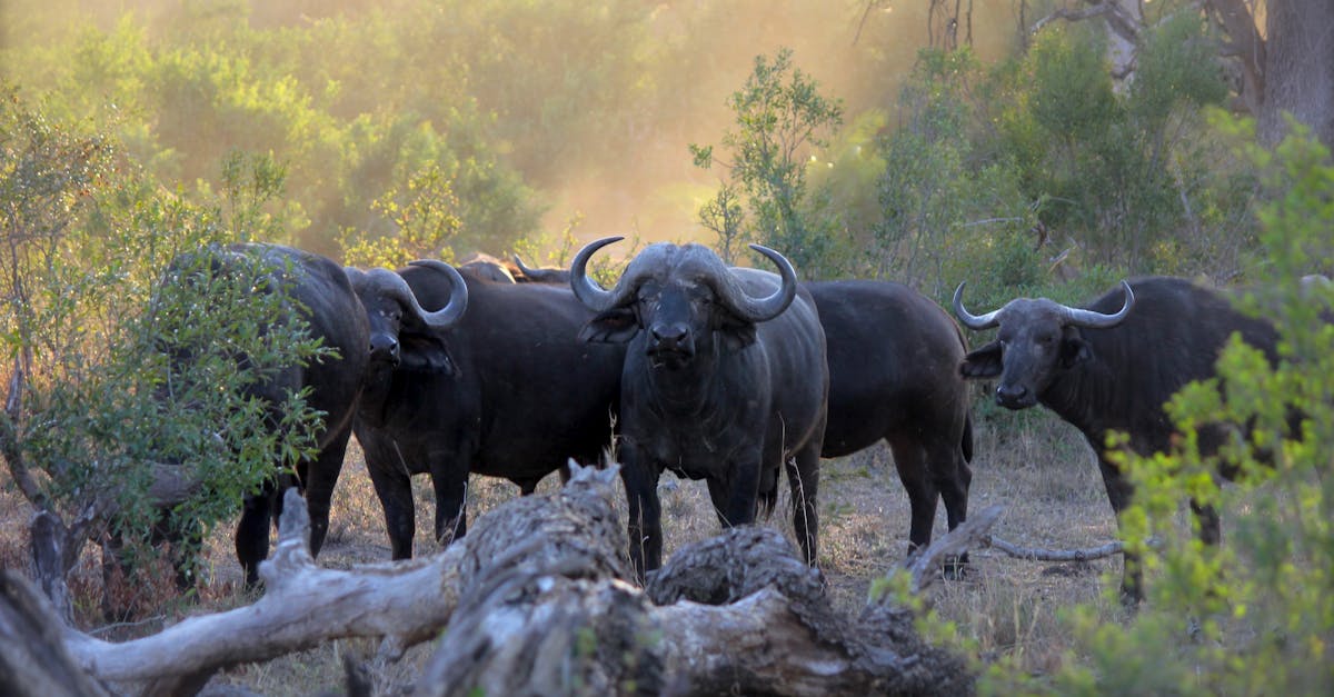 découvrez l'excitation d'un safari inoubliable au cœur de la nature sauvage. explorez des paysages époustouflants, observez des animaux majestueux dans leur habitat naturel et vivez une aventure unique qui éveillera vos sens. réservez dès maintenant votre expérience de safari et partez à la conquête des merveilles de la faune !