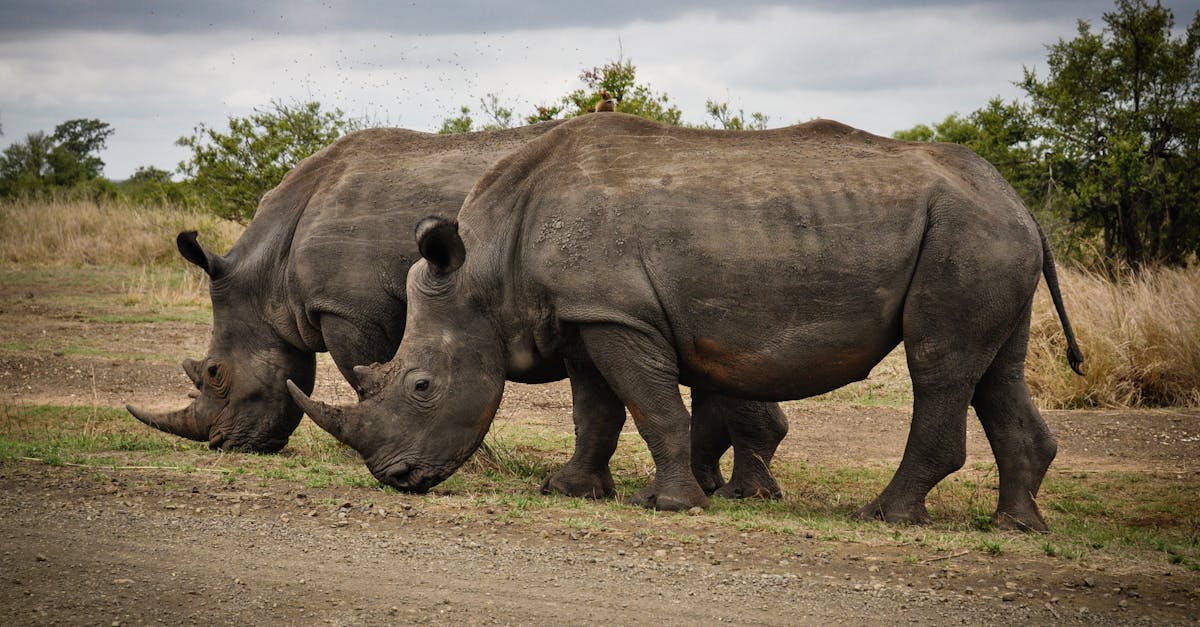 découvrez l'aventure inoubliable d'un safari, où la faune sauvage et les paysages majestueux se mêlent pour vous offrir une expérience unique en pleine nature. partez à l'exploration des parcs nationaux, observez les animaux dans leur habitat naturel et vivez des moments exceptionnels au cœur de la biodiversité.