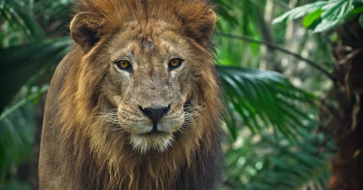 découvrez comment gérer et organiser vos favoris sur safari pour une navigation web plus fluide. explorez nos astuces et conseils pour optimiser votre expérience de recherche avec les signets safari.