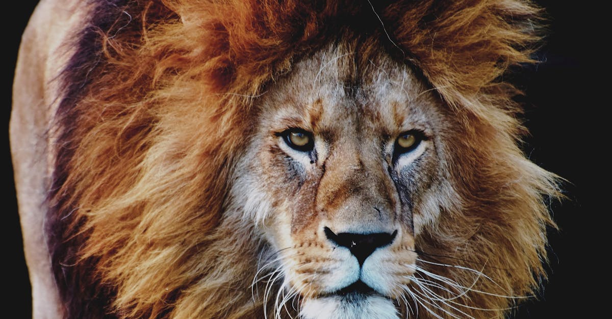 découvrez safari cache, l'outil indispensable pour optimiser votre navigation sur le navigateur safari. apprenez comment gérer le cache pour améliorer vos performances en ligne, libérer de l'espace et protéger votre vie privée.