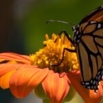 Comment supprimer la version bêta de macOS Sonoma et retourner à une version stable découvrez macos sonoma, la dernière version du système d'exploitation d'apple, offrant des fonctionnalités améliorées, une sécurité renforcée et une expérience utilisateur fluide. explorez les nouvelles innovations qui transforment votre utilisation quotidienne de votre mac.