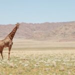 Guide complet sur le moteur de recherche Safari : fonctionnalités et utilisation découvrez l'aventure ultime en pleine savane avec notre safari exceptionnel. explorez la faune sauvage, admirez des paysages à couper le souffle et vivez une expérience inoubliable au cœur de la nature.