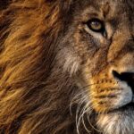 Guide pour obtenir Mac OS X 10.7 Lion : DMG, ISO et installation complète découvrez macos lion, le système d'exploitation révolutionnaire d'apple qui allie design élégant et fonctionnalités avancées. profitez de la puissance et de la fluidité de votre mac avec des innovations telles que mission control, launchpad et une multitude d'applications améliorées. plongez dans une expérience utilisateur unique et optimisée.