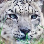 Obtenez Mac OS X Snow Leopard : Guide complet pour télécharger l'installateur, DMG et ISO découvrez le majestueux léopard des neiges, un animal emblématique des montagnes de l'himalaya. apprenez-en plus sur son habitat, ses habitudes de chasse et les efforts de conservation essentiels pour protéger cette espèce menacée.