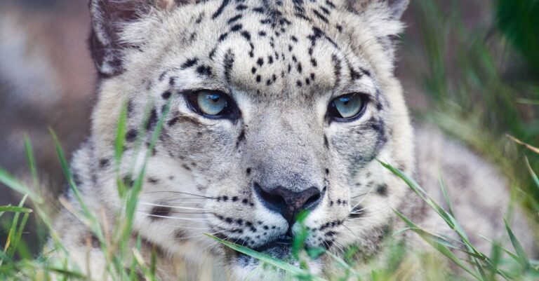 découvrez le majestueux léopard des neiges, un animal emblématique des montagnes de l'himalaya. apprenez-en plus sur son habitat, ses habitudes de chasse et les efforts de conservation essentiels pour protéger cette espèce menacée.