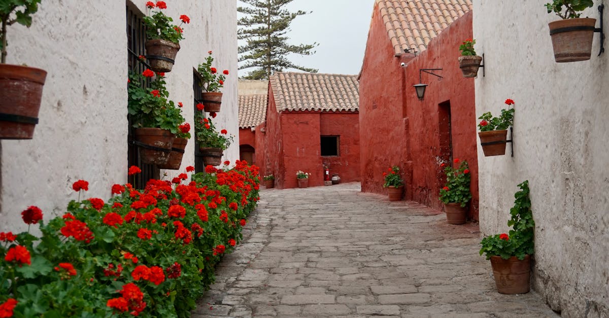 découvrez l'univers fascinant de catalina, un lieu enchanteur qui allie nature, culture et aventure. explorez ses paysages à couper le souffle, ses activités nautiques et son ambiance accueillante. parfait pour une escapade inoubliable !