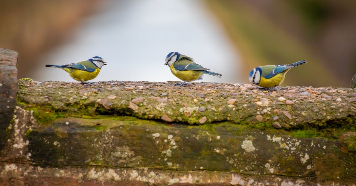 découvrez notre guide complet qui vous offre des conseils pratiques et des informations essentielles pour maîtriser [sujet spécifique]. que vous soyez novice ou expert, ce guide vous accompagnera pas à pas dans votre apprentissage.