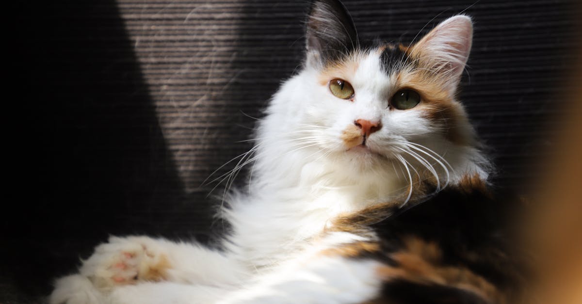 optimisez vos images avec la compression jpeg pour réduire leur taille sans compromettre la qualité. découvrez les meilleures pratiques et outils pour une gestion efficace de vos fichiers visuels.