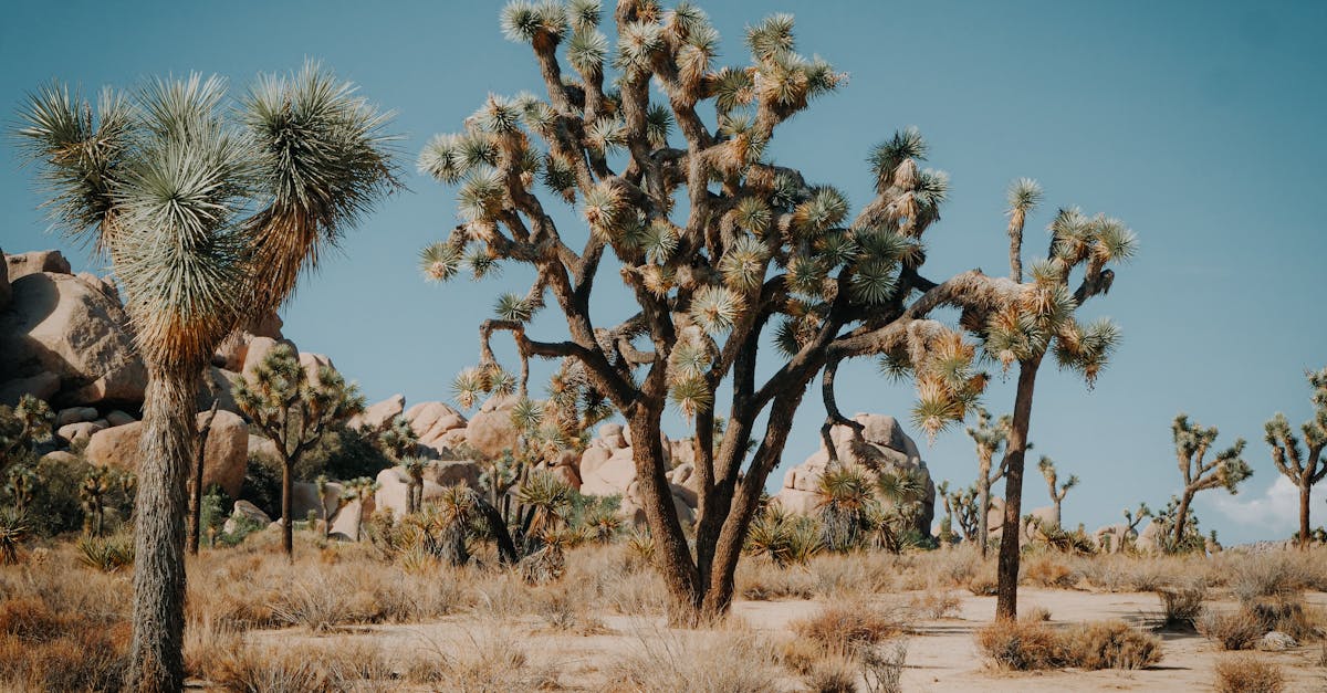 découvrez macos mojave, la version innovante du système d'exploitation d'apple, offrant une interface élégante, des fonctionnalités améliorées de productivité et des outils de confidentialité avancés. profitez d'un environnement de travail optimisé et d'une expérience utilisateur enrichie sur votre mac.