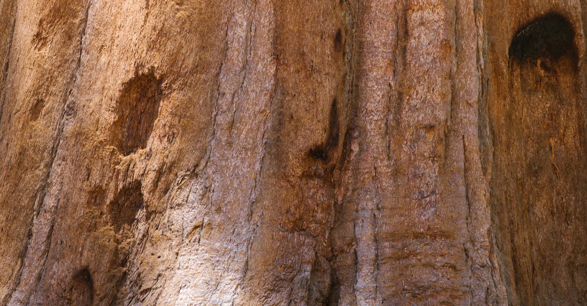 découvrez macos sequoia beta, la dernière version du système d'exploitation d'apple, offrant des fonctionnalités innovantes, une interface améliorée et des performances optimisées. explorez les nouvelles possibilités de productivité et de créativité dans un environnement macos révolutionnaire.