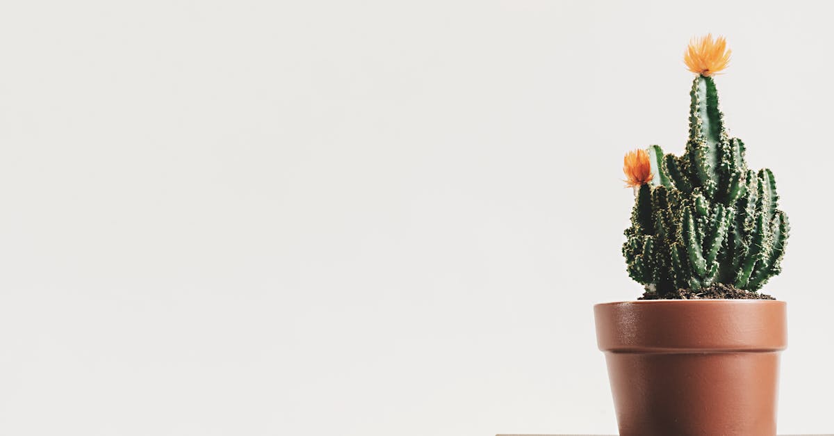 découvrez l'art du minimalisme : une approche de vie qui prône la simplicité et l'essentiel. apprenez comment réduire le superflu, mieux organiser votre espace et vivre en harmonie avec moins. transformez votre quotidien grâce à des astuces pratiques et une philosophie inspirante.