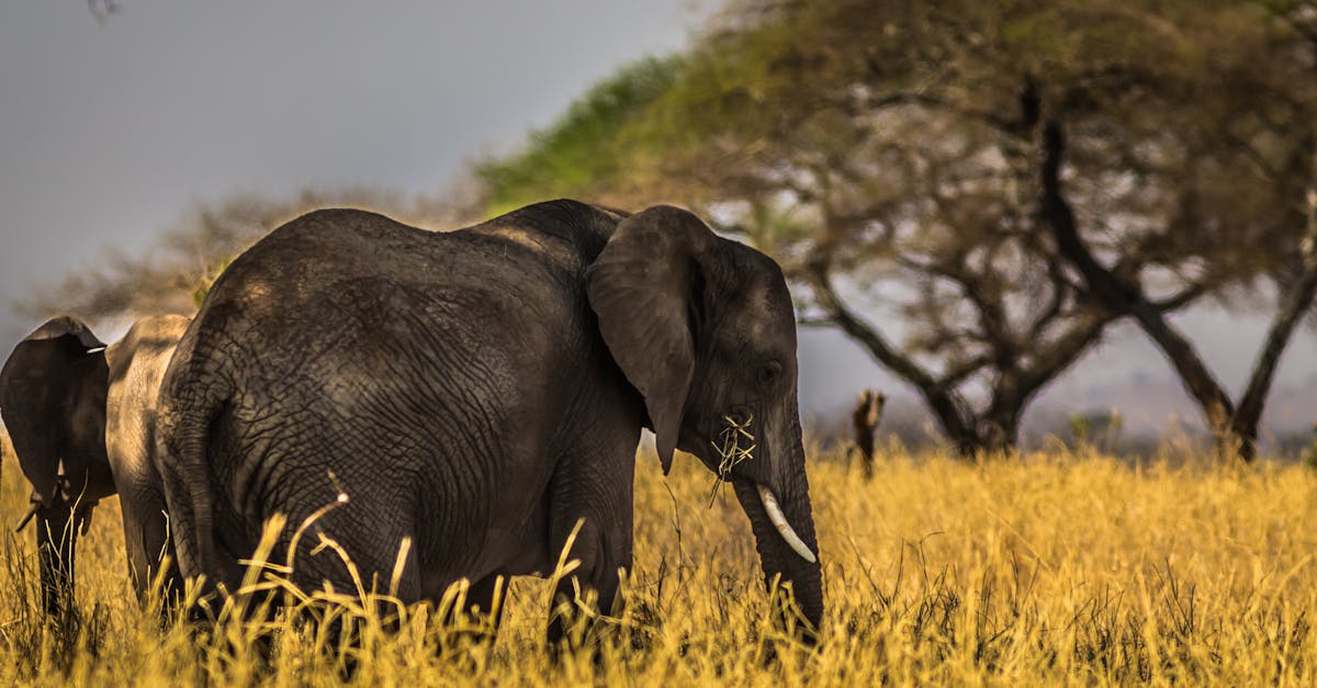 découvrez l'aventure ultime avec notre safari, où vous vivrez des expériences inoubliables au cœur de la nature sauvage. observez des animaux majestueux dans leur habitat naturel tout en profitant d'une immersion exceptionnelle dans la beauté des paysages.