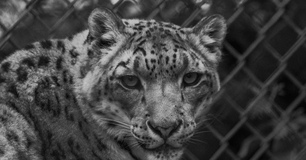 découvrez le majestueux léopard des neiges, un félin légendaire des montagnes himalayennes. apprenez-en plus sur ses fascinantes caractéristiques, son habitat naturel et les efforts de conservation pour protéger cette espèce emblématique menacée.