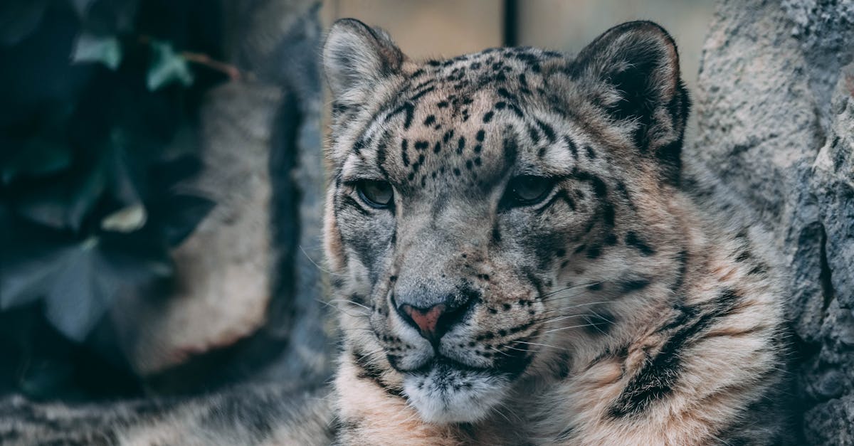 découvrez le léopard des neiges, un majestueux félin des montagnes asiatiques. apprenez-en davantage sur son habitat, ses comportements et les efforts de conservation visant à protéger cette espèce emblématique menacée. plongez dans le monde fascinant de cet animal rare et ses adaptations extraordinaires à la vie en haute altitude.