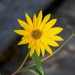 découvrez tout sur macintosh hd, le disque dur virtuel de votre mac. apprenez comment gérer, organiser et optimiser votre espace de stockage pour un fonctionnement fluide de votre système macos.