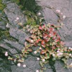 Guide complet sur le système de fichiers résilient (ReFS) : ce qu'il faut savoir découvrez le système de fichiers résilient, conçu pour garantir la robustesse et la sécurité de vos données, même en cas de défaillance. apprenez comment cette technologie optimise la gestion de votre stockage et protège vos informations essentielles.