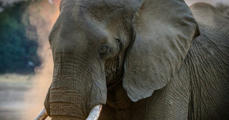 découvrez l'aventure unique d'un safari au cœur de la nature sauvage. observez des animaux majestueux dans leur habitat naturel tout en explorant des paysages à couper le souffle. préparez-vous pour une expérience inoubliable et réveillez l'aventurier qui est en vous!