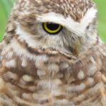 Guide pratique pour transférer vos photos d'un appareil photo vers votre Mac découvrez notre service de transfert de photos, idéal pour sauvegarder et partager vos souvenirs en toute simplicité. profitez d'une expérience rapide et sécurisée pour transférer vos images entre appareils. ne perdez plus vos moments précieux, choisissez le meilleur moyen de les conserver !