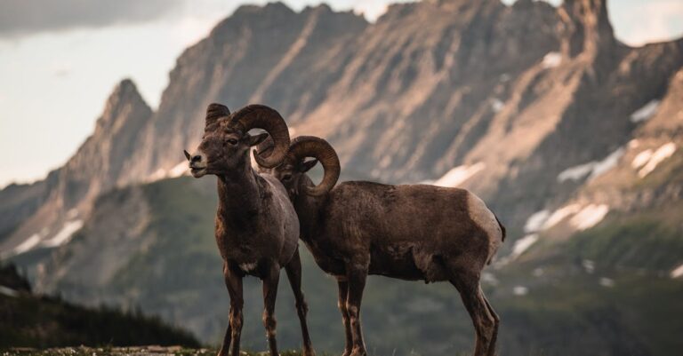 découvrez tout ce qu'il faut savoir sur la ram : types, fonctions, et comment elle améliore les performances de votre ordinateur. optimisez votre expérience informatique avec notre guide complet sur la mémoire vive.