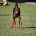 Solution au problème de Timeout du Watchdog : Absence de signal de Watchdogd sur Mac découvrez l'univers des chiens de garde avec notre article sur le watchdog. apprenez tout sur cette race vigilante qui assure la sécurité tout en étant un compagnon fidèle.