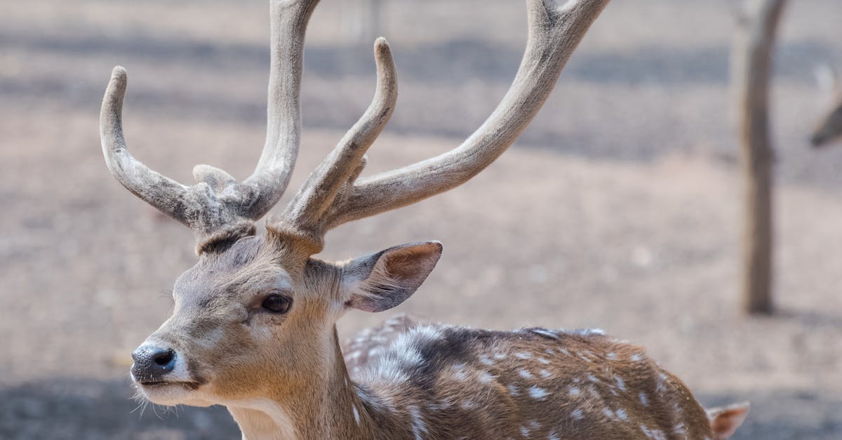 découvrez tout sur l'hibernation des animaux avec notre guide complet sur la définition, les mécanismes et l'importance de ce phénomène fascinant. apprenez comment différentes espèces se préparent à l'hiver et les stratégies qu'elles adoptent pour survivre.