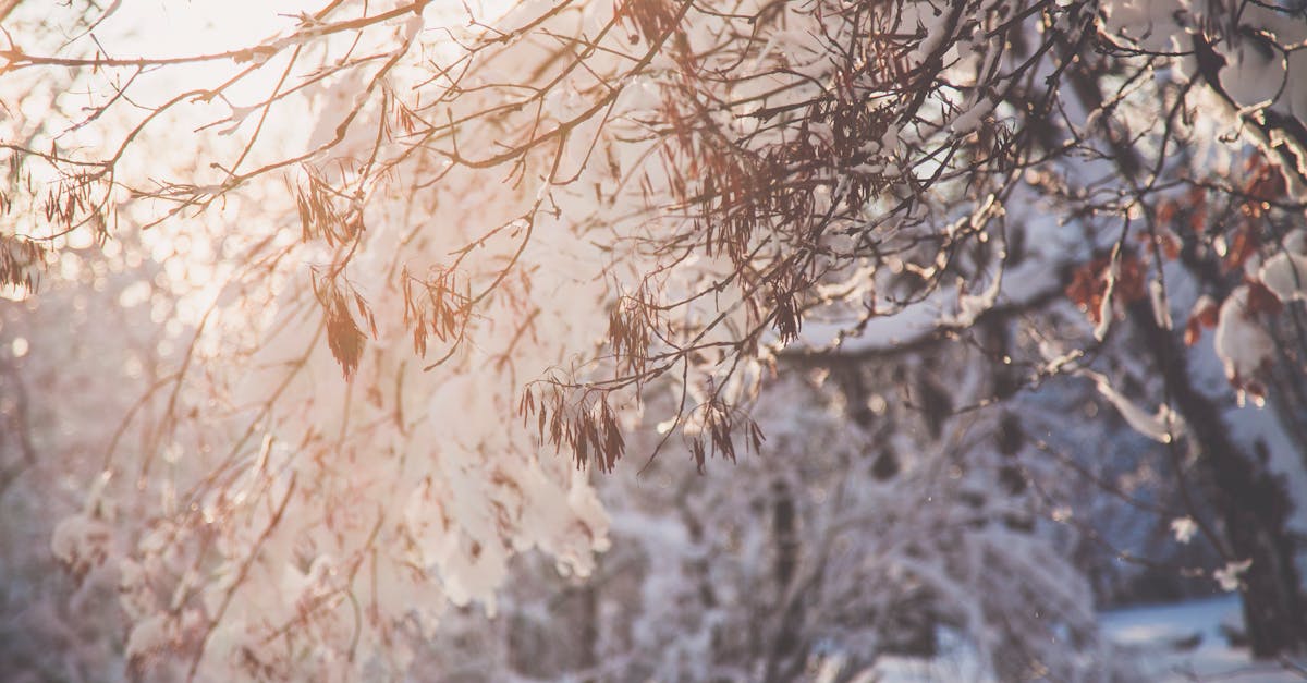 découvrez tout sur l'hibernation des animaux, leurs comportements fascinants et l'impact des saisons sur leur cycle de vie. apprenez comment et pourquoi certains animaux plongent dans un profond sommeil hivernal pour survivre aux conditions difficiles.