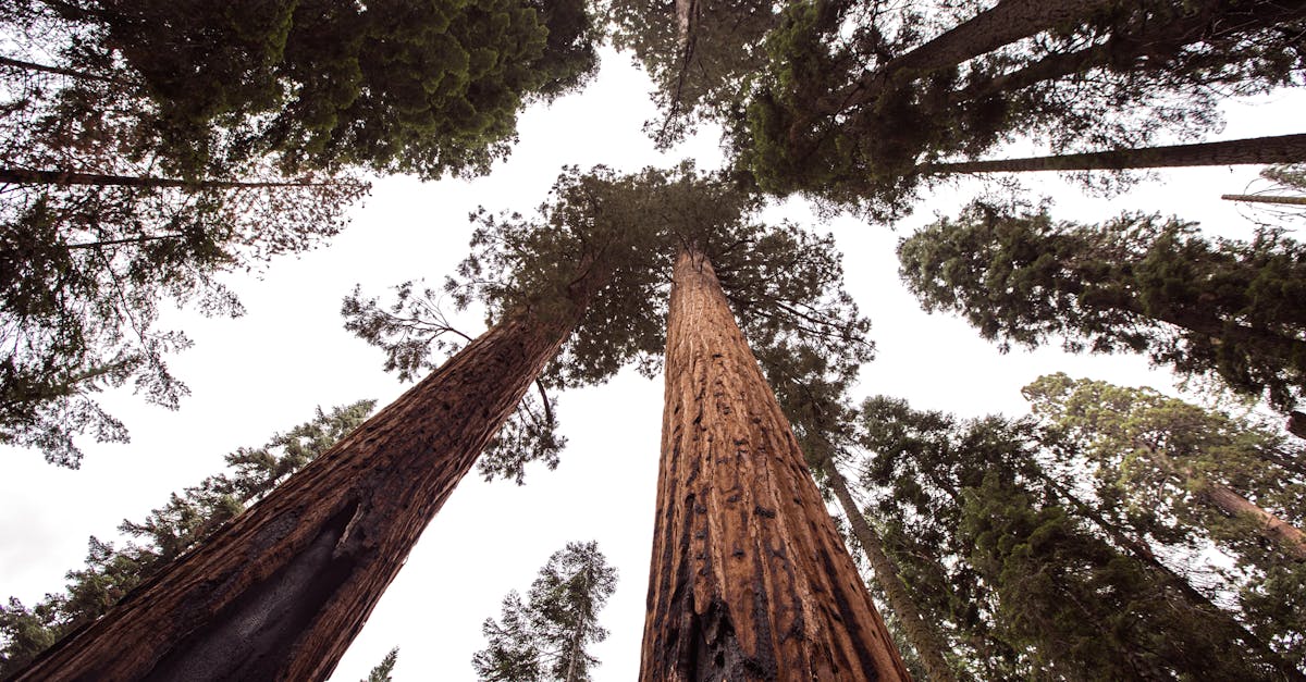 découvrez macos 15 sequoia, la dernière version du système d'exploitation d'apple, offrant des fonctionnalités innovantes, une performance optimisée et une interface utilisateur rafraîchie pour une expérience informatique inégalée sur vos appareils mac.