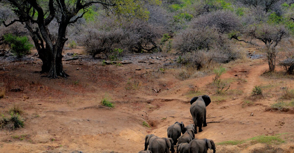 découvrez l'excitation d'un safari à travers des paysages sauvages et majestueux, où vous pourrez observer de près la faune africaine dans son habitat naturel. préparez-vous pour une aventure inoubliable remplie d'émerveillement et de rencontres avec des animaux fascinants.