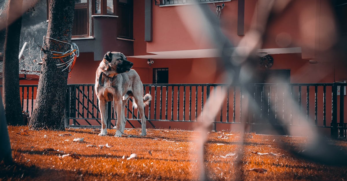 découvrez watchdog, votre allié pour surveiller et protéger vos données en ligne. restez informé et maîtrisez votre sécurité numérique grâce à des outils de surveillance avancés et des conseils d'experts.