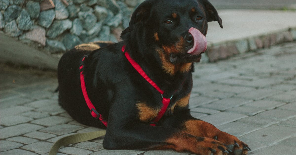 découvrez notre article sur les chiens de garde, véritables protecteurs de nos foyers. apprenez tout sur les races, leur comportement et comment choisir le meilleur compagnon pour assurer sécurité et tranquillité.