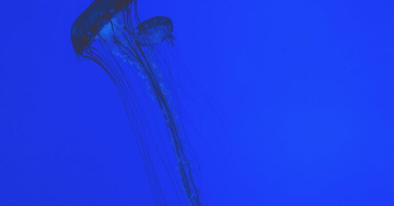 découvrez les solutions aux erreurs de capture d'écran avec nos conseils pratiques et astuces pour résoudre les problèmes courants. améliorez votre expérience de capture d'écran dès maintenant !