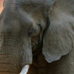 Comprendre le profil du navigateur Safari : guide d'utilisation sur Mac découvrez l'aventure ultime avec notre safari inoubliable. explorez la faune sauvage, admirez des paysages à couper le souffle et vivez des expériences exceptionnelles au cœur de la nature. réservez votre safari dès maintenant !