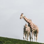 découvrez tout sur les navigateurs web : fonctionnalités, performances, comparaisons et conseils pratiques pour optimiser votre expérience de navigation en ligne.