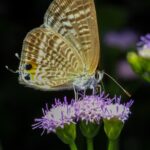 Guide pratique pour accéder et gérer un lecteur NTFS sur macOS Big Sur butterfly on purple flower