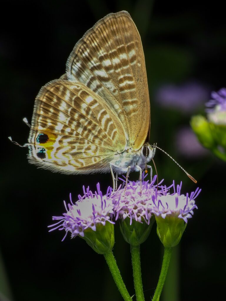 butterfly on purple flower